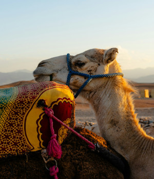 Morocco Women Tour