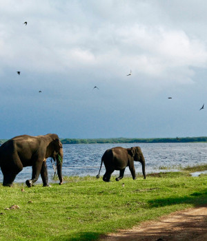 Sri Lankan Getaway